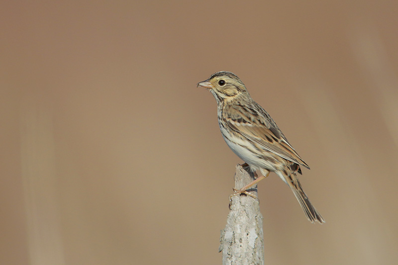 Savannah Sparrow