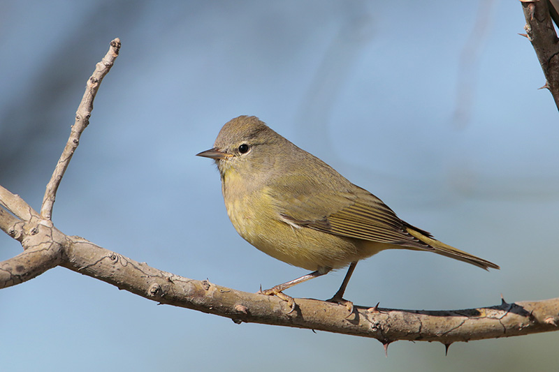 Orange-crowned Warbler