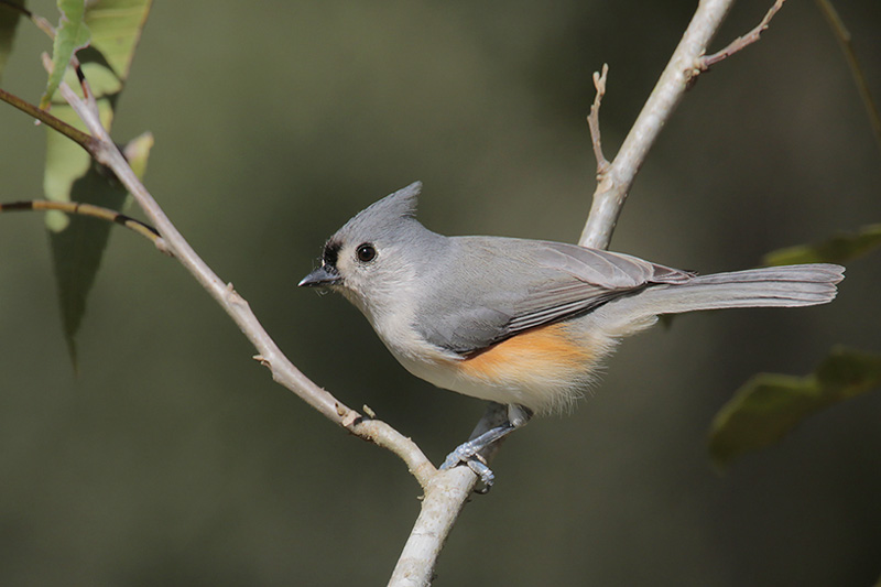 Tufted Titmouse