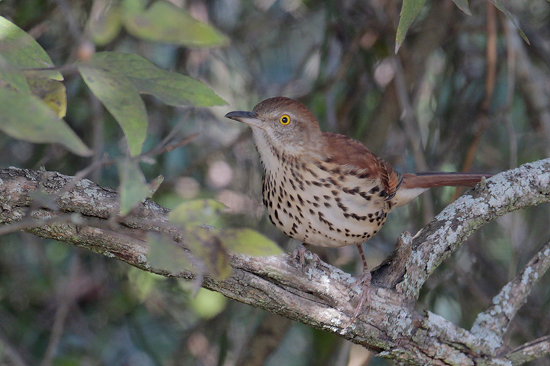 Brown Thrasher