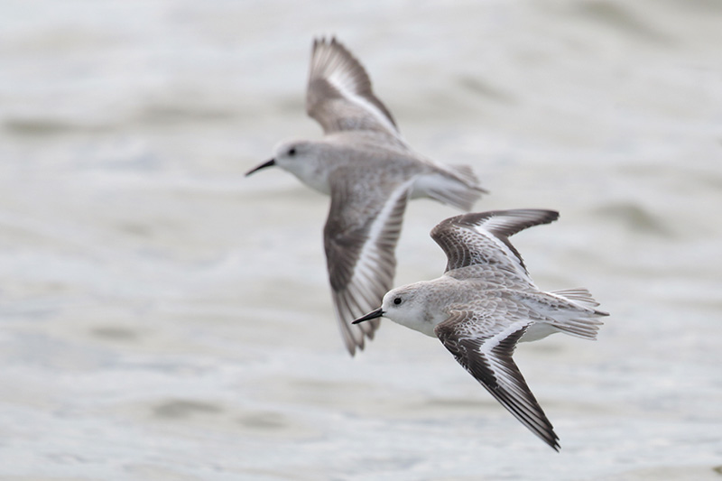 Sanderling