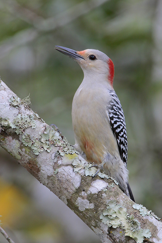 Red-bellied Woodpecker