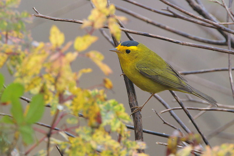 Wilsons Warbler