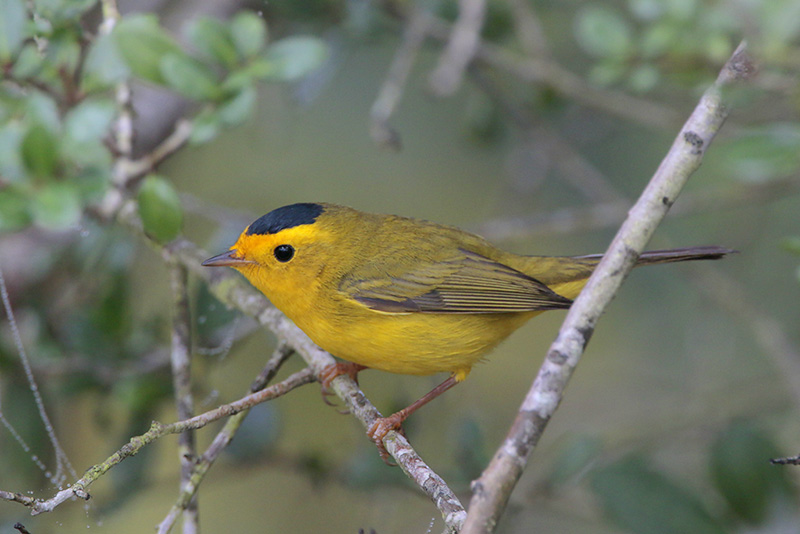 Wilsons Warbler