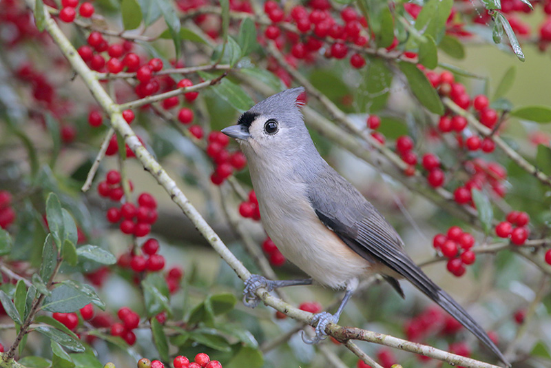 Tufted Titmouse