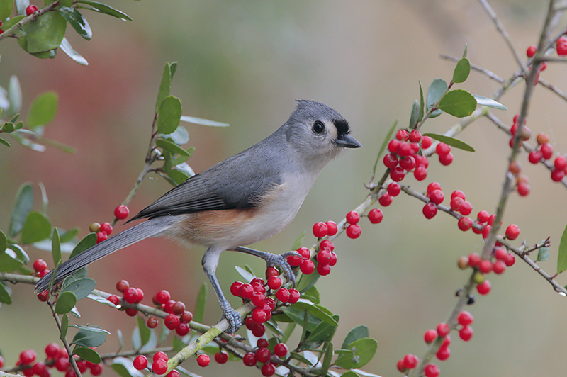 Tufted Titmouse