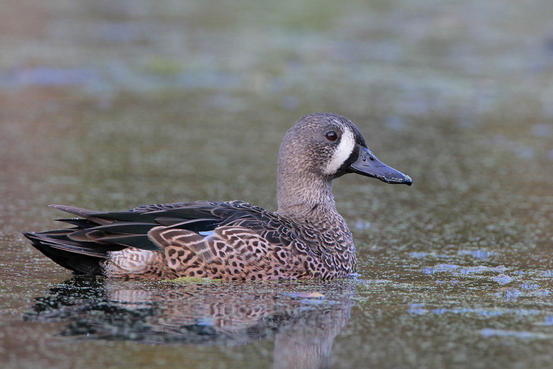 Blue-winged Teal