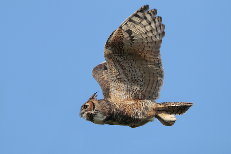 Great Horned Owl