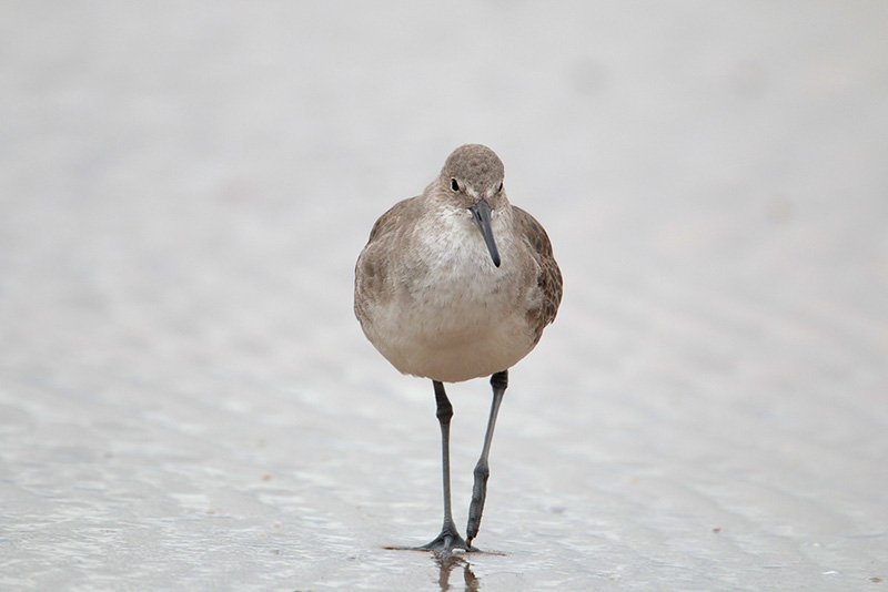 Willet