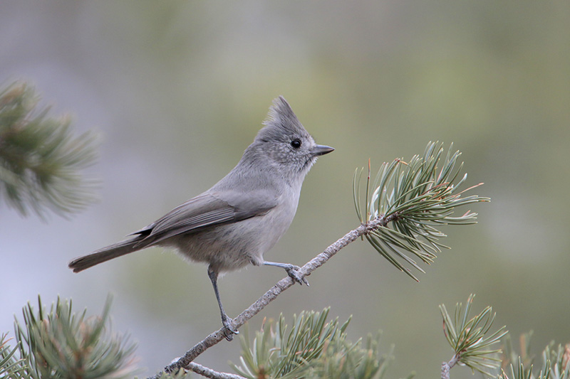 Juniper Titmouse