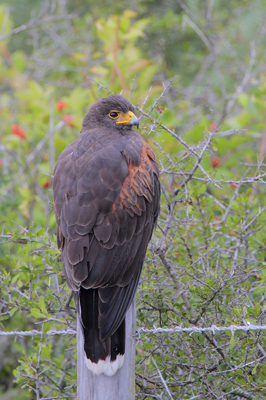 Harriss Hawk