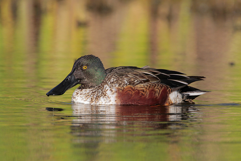 Northern Shoveler