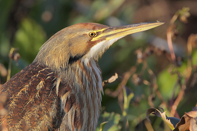 American Bittern