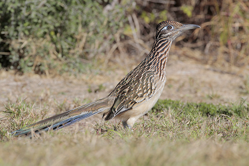Greater Roadrunner
