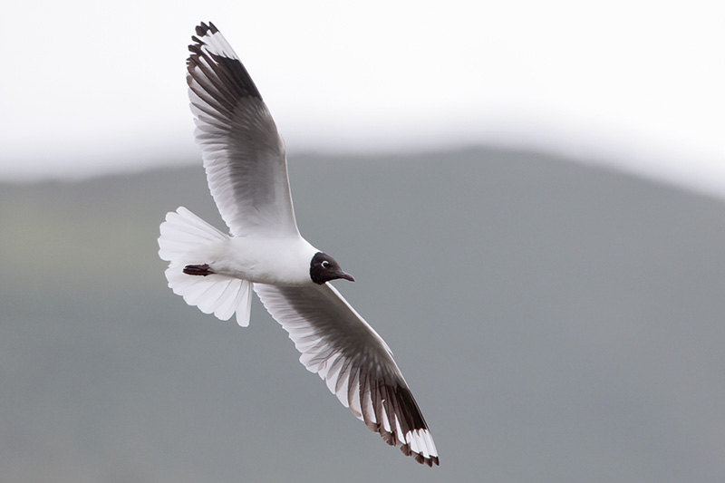 Andean Gull
