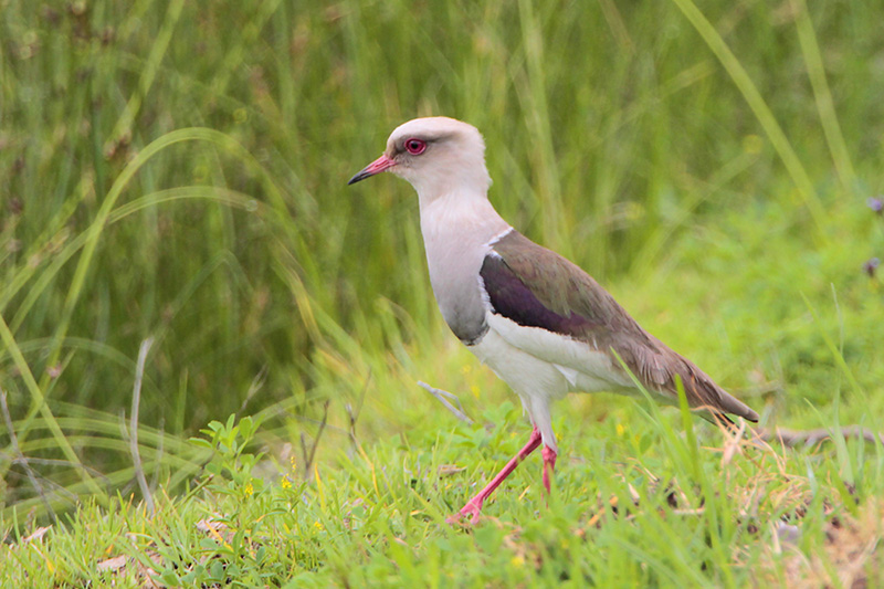 Andean Lapwing
