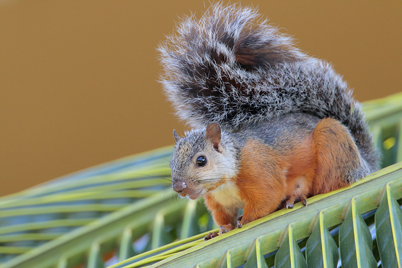 Verigated Squirrel