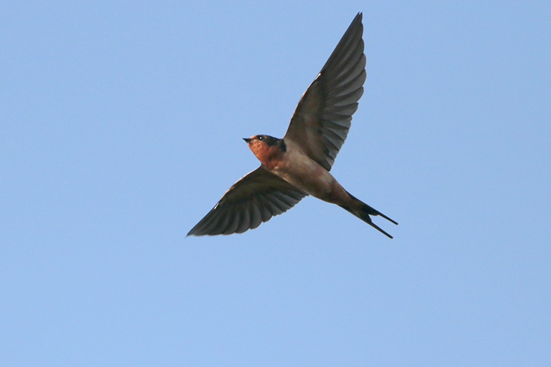 Barn Swallow