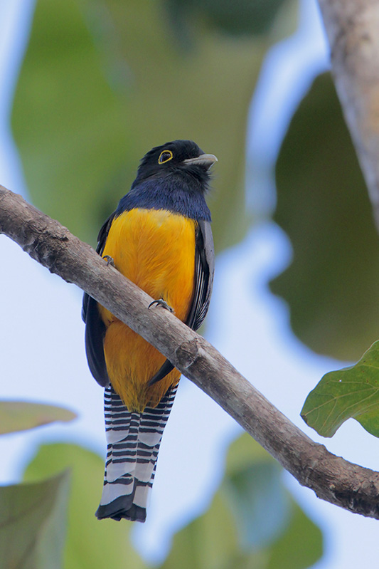 Gartered Trogon