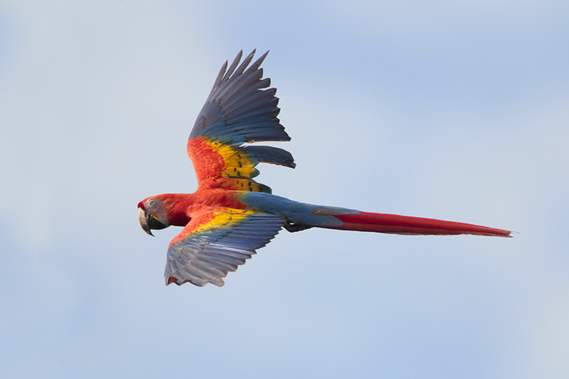 Scarlet Macaw