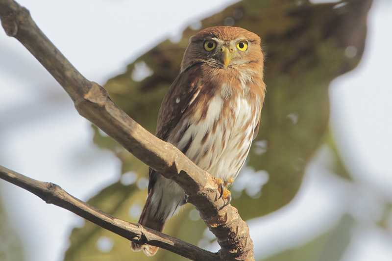 Ferruginous Pygmy-Owl