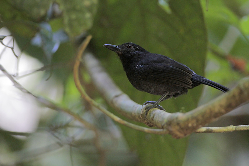Black-hooded Antshrike