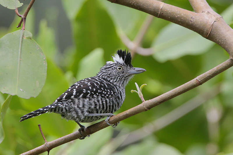 Barred Antshrike