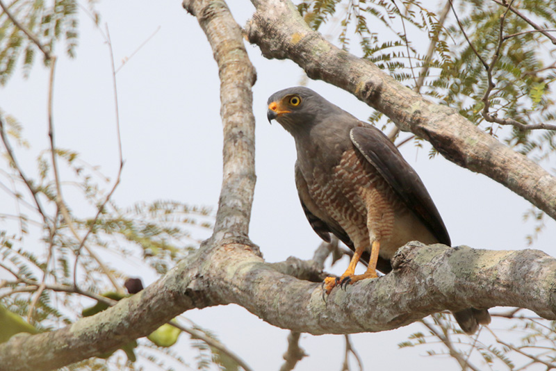 Roadside Hawk