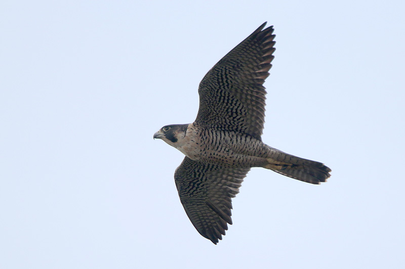 Peregrine Falcon