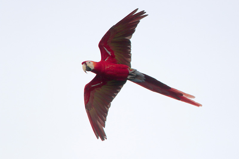 Scarlet Macaw