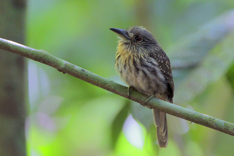 White-whiskered Puffbird