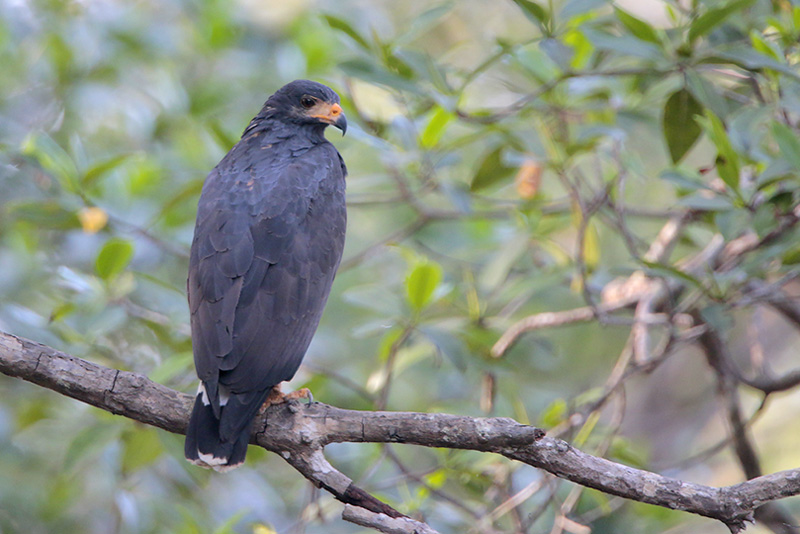 Mangrove Black Hawk