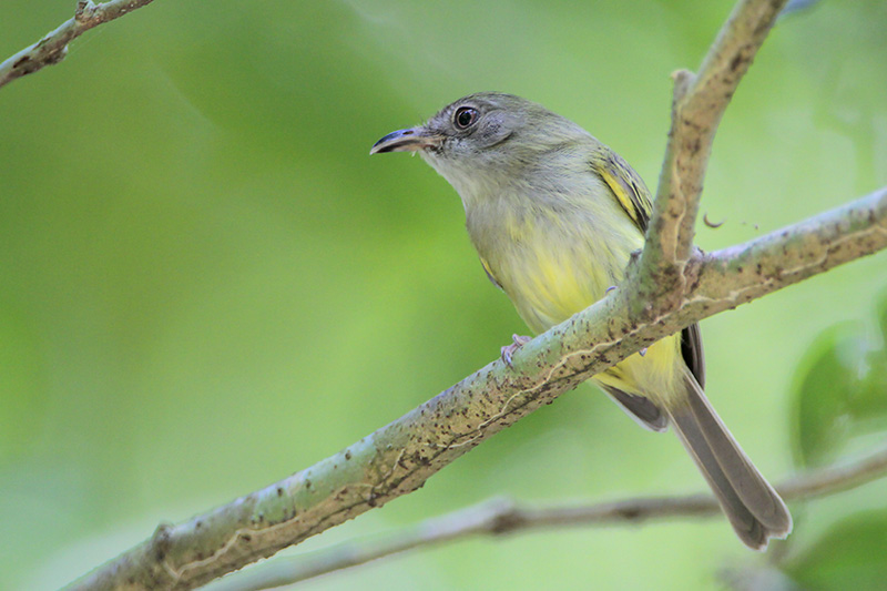 Northern Bentbill