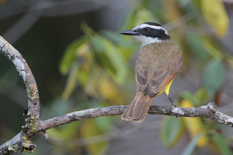 Great Kiskadee