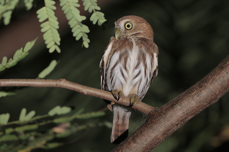 Ferruginous Pygmy-Owl
