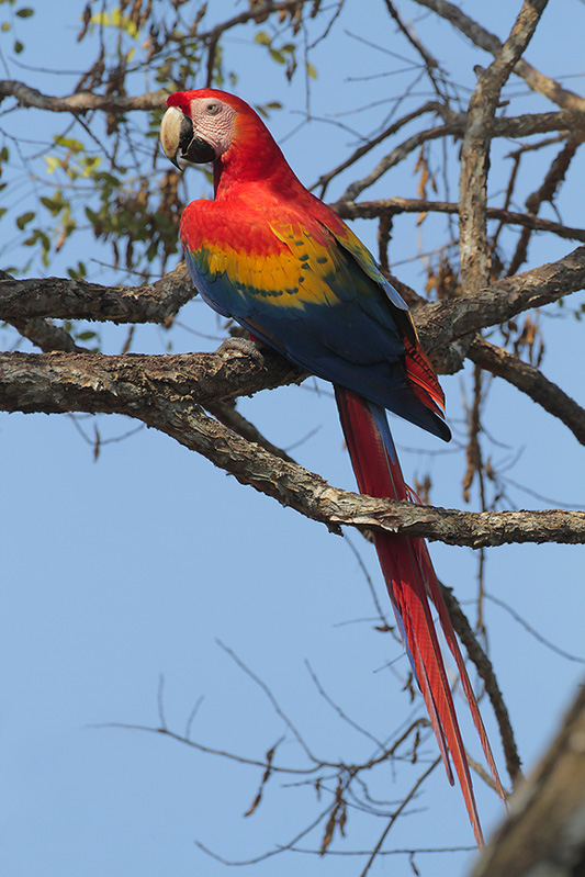 Scarlet Macaw