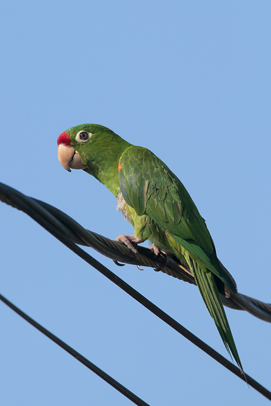 Crimson-fronted Parakeet