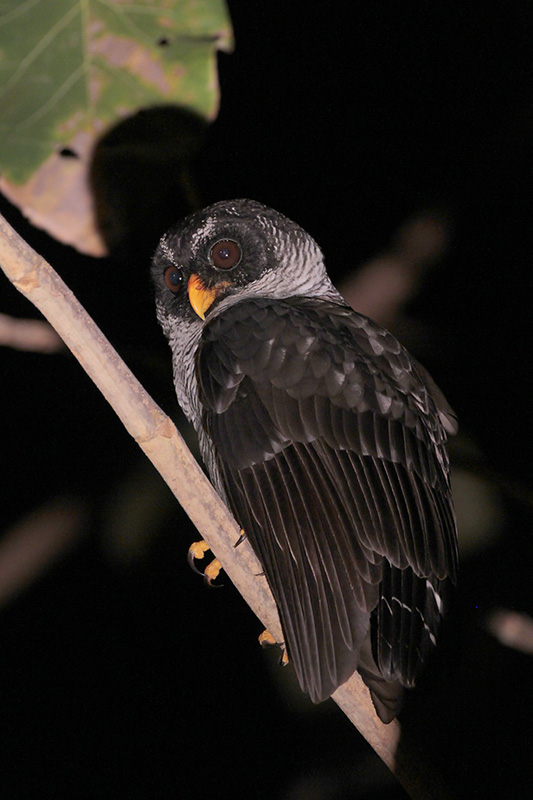 Black-and-white Owl