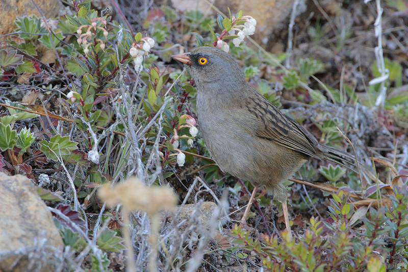 Volcano Junco