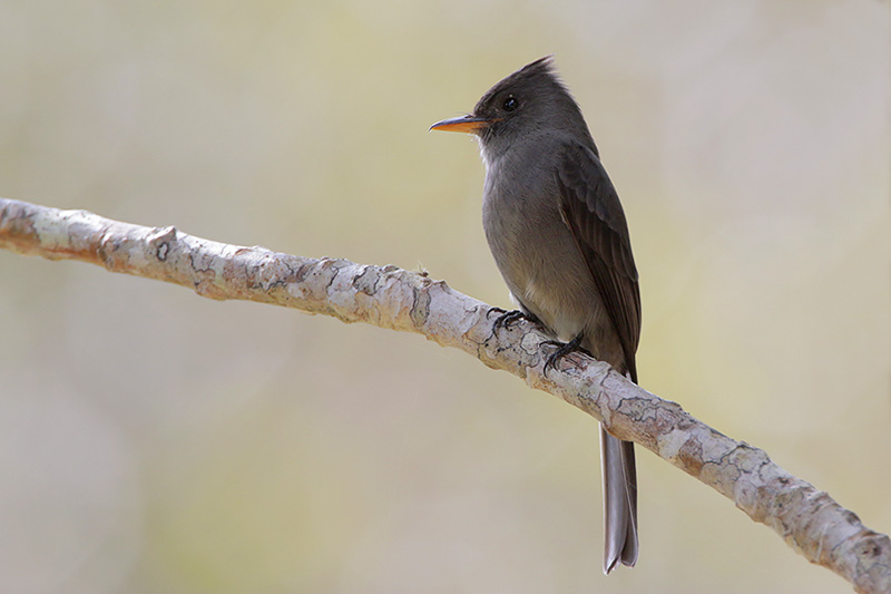 Dark Pewee