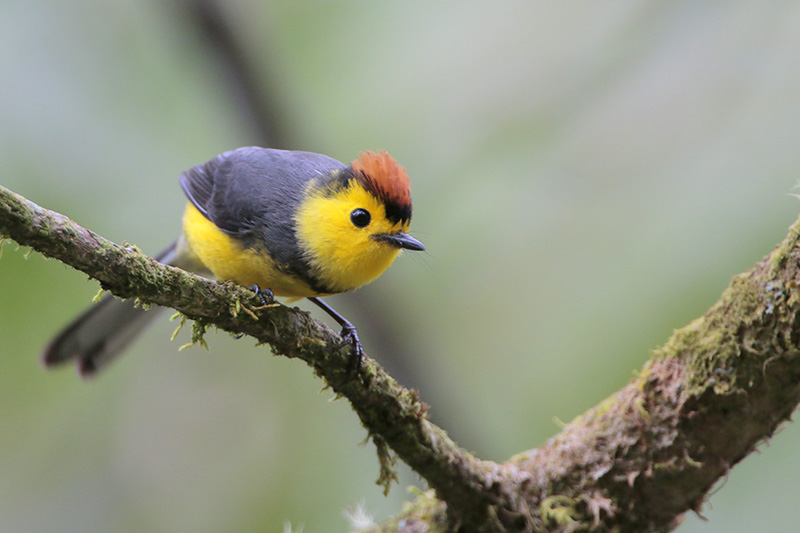 Collared Redstart