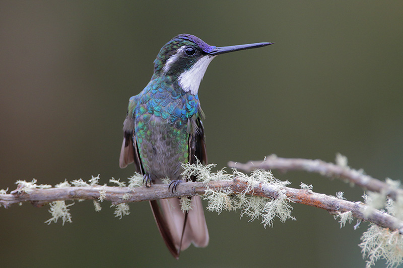 White-throated Mountain-Gem