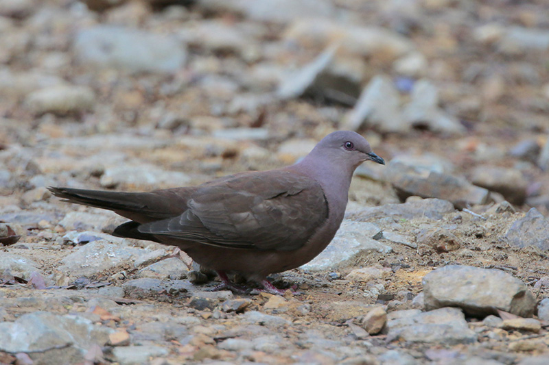 Short-billed Pigeon