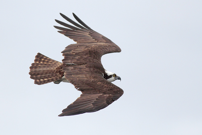 Osprey