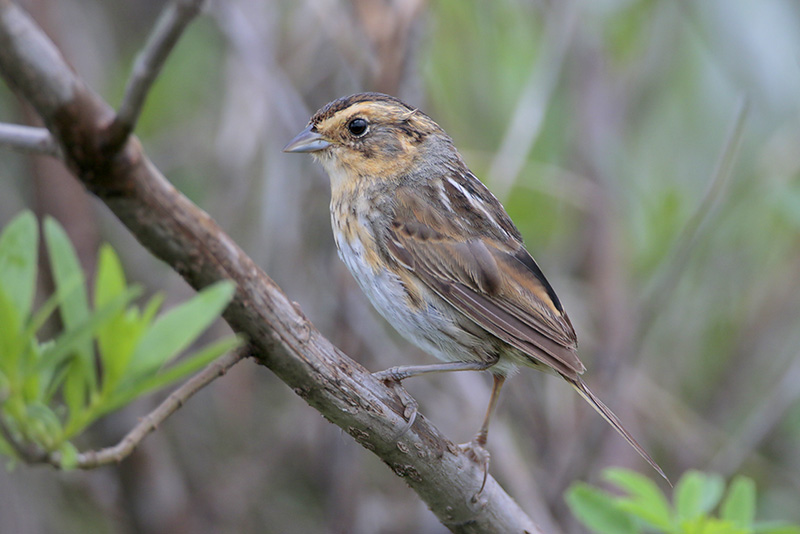 Nelsons Sparrow