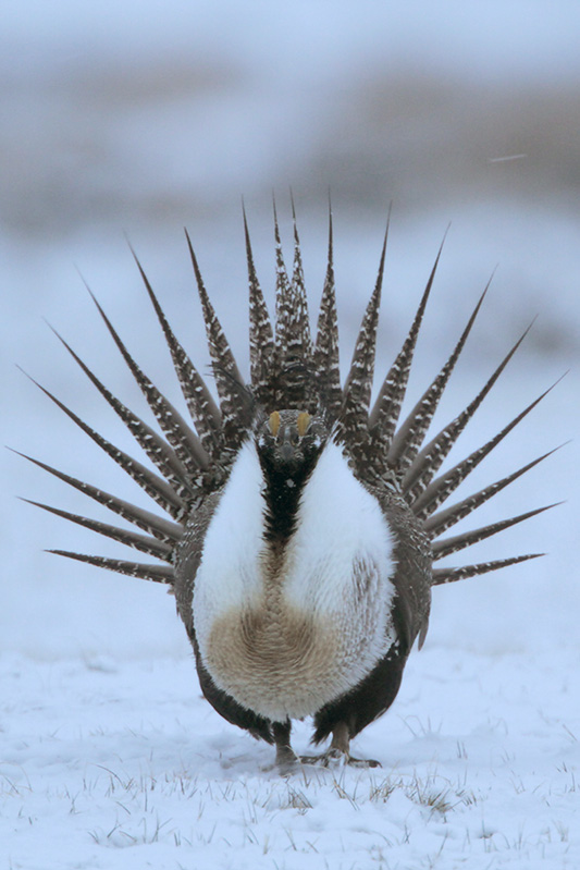 Greater Sage Grouse