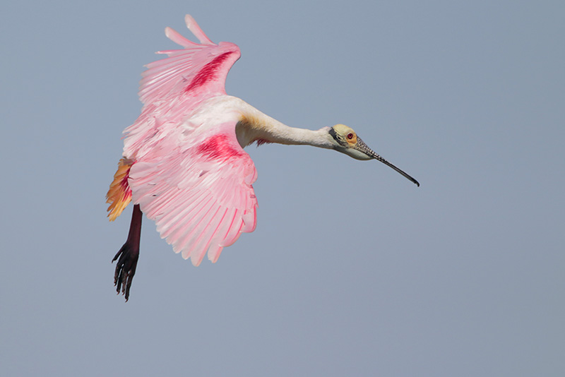 Roseate Spoonbill