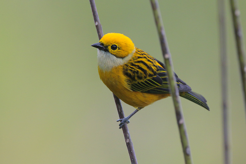 Silver-throated Tanager