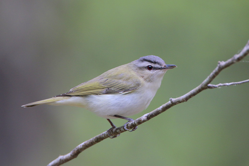 Red-eyed Vireo