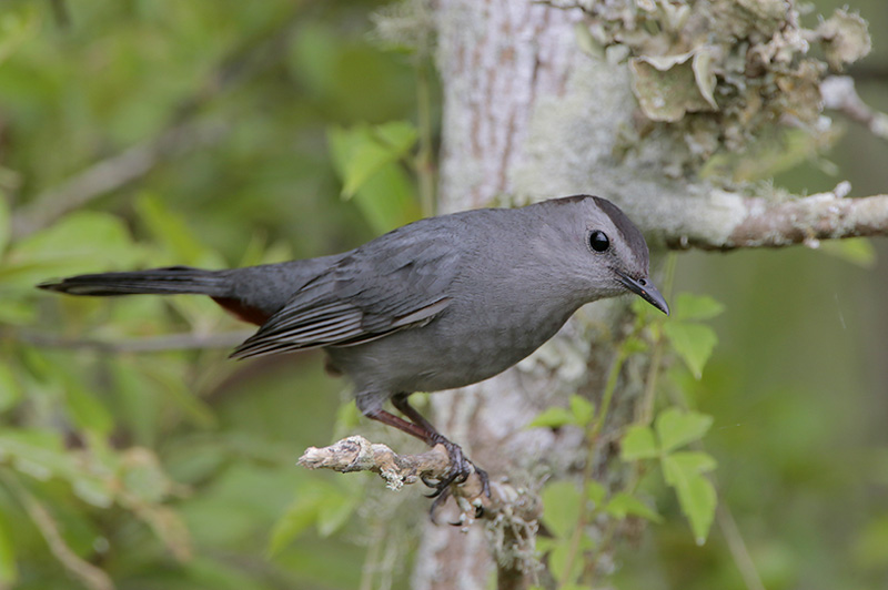 Gray Catbird